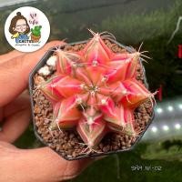 ราคา แคคตัส ยิมโนด่าง ชมพู ฟอร์มสวย NF-02 (24011275080)