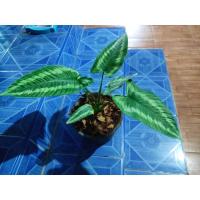 ราคา กวักพระพรหม ไม้มงคลล (9569213979)