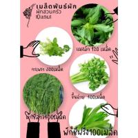 ราคา เมล็ดพันธุ์ผัก กะเพรา แมงลัก ขึ้นฉ่าย ผักชีฝรั่ง ผักชีลาว 10แถม1คละได้ (23258469629)