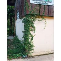 ราคา ต้นตีนตุ๊กแก ไม้เรื้อยประดับ (สั่งซื้อขั้นต่ำ 10 ต้น) (5352876712)