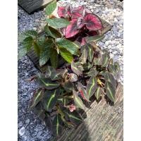 ราคา ต้นบีโกเนีย (Begonia) ไม้ประดับ สีสวย ฟอกอากาศ บีโกเนียนานาชนิด บีโกเนีย (28804918729)