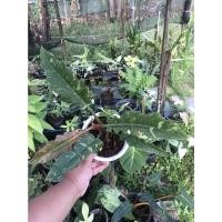 ราคา ฟิโลเดนดรอนใบเลื่อยด่าง (Philodendron Ring of Fire) (14757551780)