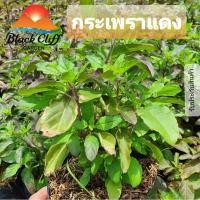 ราคา ต้นกระเพราแดง กระเพรา เมล็ดพันธุ์ สวนเขาหมาก ผักสวนครัว กระเพราะ รสเข้ม เผ็ดได้ใจ กลิ่นสดชื่น (4171534438)