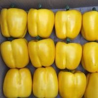 ราคา โมเดลพริกหวานสีเหลือง ผักปลอม (5629368458)