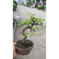 ราคา บอนไซมะขามเพาะเมล็ด พร้อมกระถางนำเข้า (3687414199)