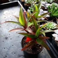 ราคา เทียนมหาลาภ (ไม้มงคล) (1083535176)