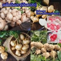ราคา 40 เมล็ด เมล็ดมันแกว(มันสะเภา) (ปลูกง่าย หัวใหญ่ เนื้อขาวฉ่ำ รสชาติหวานกรอบอร่อย ทานสดได้ หรือทำเมนูอื่นๆได้หลากหลาย) (44253237583)