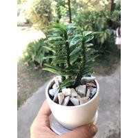 ราคา ต้นบันไดเศรษฐีหรือต้นตีนตะขาบ (13768190486)