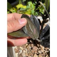 ราคา กวักมรกตดำ ด่างชมพู (26919954464)