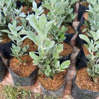 ราคา ต้นกระดุมไม้ใบเงิน Silver Boston ฟอร์มพุ่ม ใบสีเงินสวย แบบถุง (28633021117)