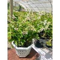 ราคา (ออกดอกเก่งดอกดกมาก)กล้วยไม้หวายลูกซีซ่าหายาก (22179284511)