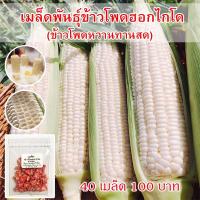 ราคา เมล็ดพันธุ์ ข้าวโพดหวาน ฮอกไกโด ทานดิบได้ ทานสดได้ จำนวน 40 เมล็ด (12063919859)