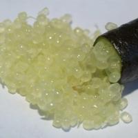 ราคา ต้นมะนาวนิ้วมือ มะนาวคาเวียร์ Finger lime พันธุ์ EMMA ลำต้นสูง 30 ซม (9970273482)