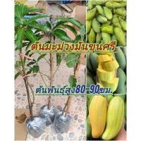 ราคา ต้นมะม่วงมันขุนศรี มะม่วง3รส หวานมันกรอบอร่อย ขนาดต้นพันธุ์สูง80-90ซม. (26369483865)