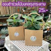 ราคา [ของชำร่วยต้นไม้] ไม้มงคลถุงกระดาษ 35 บาท (15581620802)
