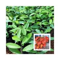 ราคา ต้นกล้าหมากพิพ่วน นมควาย (22440301230)