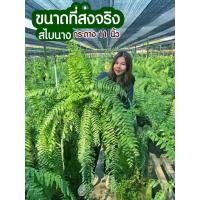 ราคา [SP GARDEN] เฟิร์นสไบนาง ขนาดกระถาง 11 นิ้ว (29441594428)