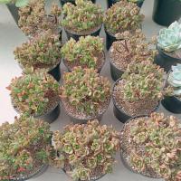 ราคา Aeonium Sedifolium กุหลาบหิน ไม้อวบน้ำ พร้อมส่ง ร้านใบบุญ กุหลาบหิน ไม้อวบน้ำ Echeveria Haworthia Succulent (19262507077)