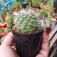 ราคา Mammillaria Beneckei variegata แมมหนามตะขอ (2092682655)