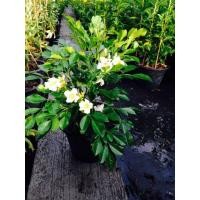 ราคา ต้นดอกปีบยูนานหรือปีบไหหนาน ดอกหอมทั้งวันทั้งคืน สูง 60-80ซ.ม แบบปักชำ (4938955464)