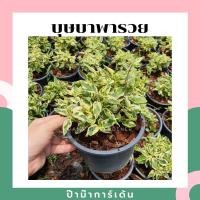 ราคา ต้นบุษบาพารวย ในกระถาง 5-6 นิ้ว บุษบาพารวย ไม้แดด (8048105221)