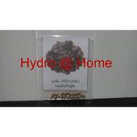 ราคา จำหน่าย เมล็ดพันธุ์ ผักสลัด เรดโอ๊ค ( Red Oak ) ชนิดแบบเคลือบเมล็ด 1 ชุดมี 20 เมล็ด (3130541133)