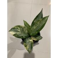 ราคา Aglaonema อโกลนีมา สุวรรณภูมิ (9464152902)