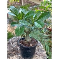 ราคา ชวนชม ต้นชวนชม ดอกชวนชม กระถาง 4 นิ้ว พร้อมส่ง!!! (23668443284)