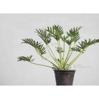 ราคา ซานาดู ฟิโลเดนดรอน philodendron Xanadu ต้นไม้ฟอกอากาศ (5435193901)
