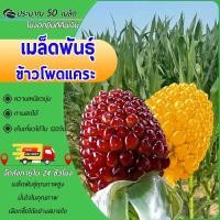 ราคา เมล็ดใหม่ ปี 68 50เมล็ดเมล็ดพันธุ์ข้าวโพดแคระ ข้าวโพดเหนียว ข้าวโพดข้าวเหนียวแคระพันธุ์ (26277158536)