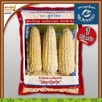 ราคา เมล็ดพันธุ์ ข้าวโพดข้าวเหนียวขาว ไข่มุกปุ้มปุ้ย (1 กิโลกรัม) เมล็ดข้าวโพดข้าวเหนียวสำลี เมล็ดพันธุ์ผักสวนครัว ตราลูกโลก (4988183905)