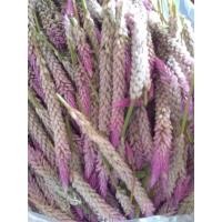 ราคา หงอนไก่​ไทย​ หงอนไก่ป่า​ ขายดอกสด1กิโลกรัม​100บาท(ดอกสด)​ (17602577364)