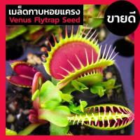 ราคา เมล็ดพันธุ์ เมล็ด กาบหอยแครง เมล็ดกาบหอยแครง Venus Flytrap Seeds 30 เมล็ด ต้นไม้กินแมลง ต้นกินแมลง เมล็ดพันธุ์แท้ 100% (7591416101)