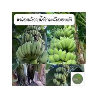 ราคา หน่อกล้วยน้ำว้ามะลิอ่องแท้ 100% ขุดสด มีรากทุกหน่อ มีเก็บเงินปลายทาง (43914313301)