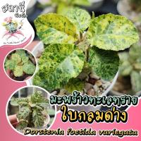 ราคา มะพร้าวทะเลทรายใบกลมด่าง dorstenia foetida variegata ไม้เพาะเมล็ด ไม้อวบน้ำ กระบองเพชร succulent แคคตัส cactus ยูโฟเบีย (23736462253)