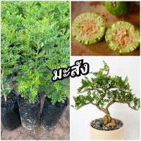 ราคา ต้นมะสัง นิยมนำมาทำไม้ดัดบอนไซ (27417932964)