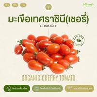 ราคา มะเขือเทศเชอรี่อินทรีย์ Organic Cherry Tomato อินทนิลออร์แกนิคฟาร์ม ปลูกธรรมชาติมาตรฐานเกษตรอินทรีย์ เก็บใหม่ทุกออเดอร์ (23647326628)