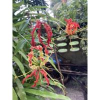 ราคา ดอกดาวดึงห์ หรือ ดองดึง ไม้เลื้อยโบราณ (ขายเมล็ดค่ะ) (14194967290)