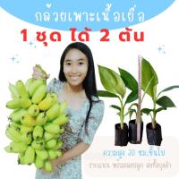 ราคา กล้วยไข่เกษตรศาสตร์2 ต้นพันธุ์กล้วยเพาะเนื้อเยื่อ ชุดละ 2 ต้น คละพันธุ์ได้ ปลอดโรค รากแน่น ต้นแข็งแรง สายพันธุ์แท้ (23055210526)