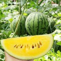 ราคา เมล็ดแตงโมสายน้ำผึ้ง เมล็ดพันธุ์แตงโมสายน้ำผึ้ง แตงโมเหลือง yellowwatermelon 10 เมล็ด (44363954840)
