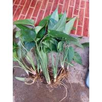 ราคา ว่านเสน่ห์จันทร์เขียว เชื่อว่าเป็นว่านประเภทส่งเสริมด้านเมตตาค้าขายเมตตามหานิยม เรียกทรัพย์ ขายเป็นกิ่ง ในถุงดำ 69บาท (10347801089)