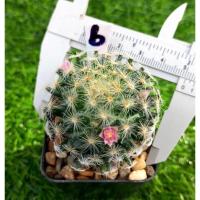 ราคา Mammillaria schiedeana (แมมขนนกเหลือง) (12143383094)