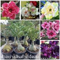 ราคา (1ต้น) (ขาย ต้นพันธุ์) มี20สีดอกให้เลือก ต้น ดอก ดอกชวนชม ชวนชม เบนซ์ (7860753128)