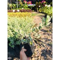 ราคา ต้นนีออนต้นไม้ต้นไม้ประดับ (11602198340)