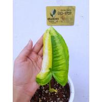 ราคา ส่งฟรี กวักพระพรหมด่าง กวักพระพรหมใบด่าง พร้อมส่ง (13583676920)