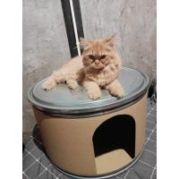 ราคา บ้านแมวคอนโดแมวสไตล์มินิมอล (20592107537)