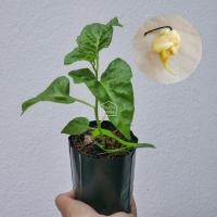 ราคา White Carolina Reaper ต้นกล้าพริกแค​โรไลน่ารีพเปอร์สีขาว ในถุง3นิ้ว (26988631941)