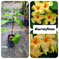 ราคา ต้นบานบุรีดอกหอม บานบุรีหอม (42552320880)
