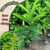 ราคา ต้นเมตตามหานิยม ไม้มงคลเสริมดวง (42204599270)