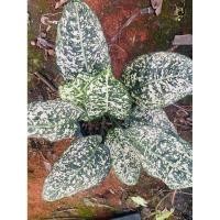 ราคา ต้นมรดกโลก อโกนีมา ไม้มงคล ไม้ประดับ ต้นใหญ่ ไซส์ตั้งแม่ (12421699045)